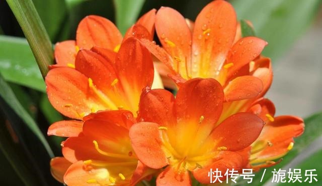 君子兰肥料给劲长得旺，这几种好肥料不能少，加一点就蹭蹭爆盆