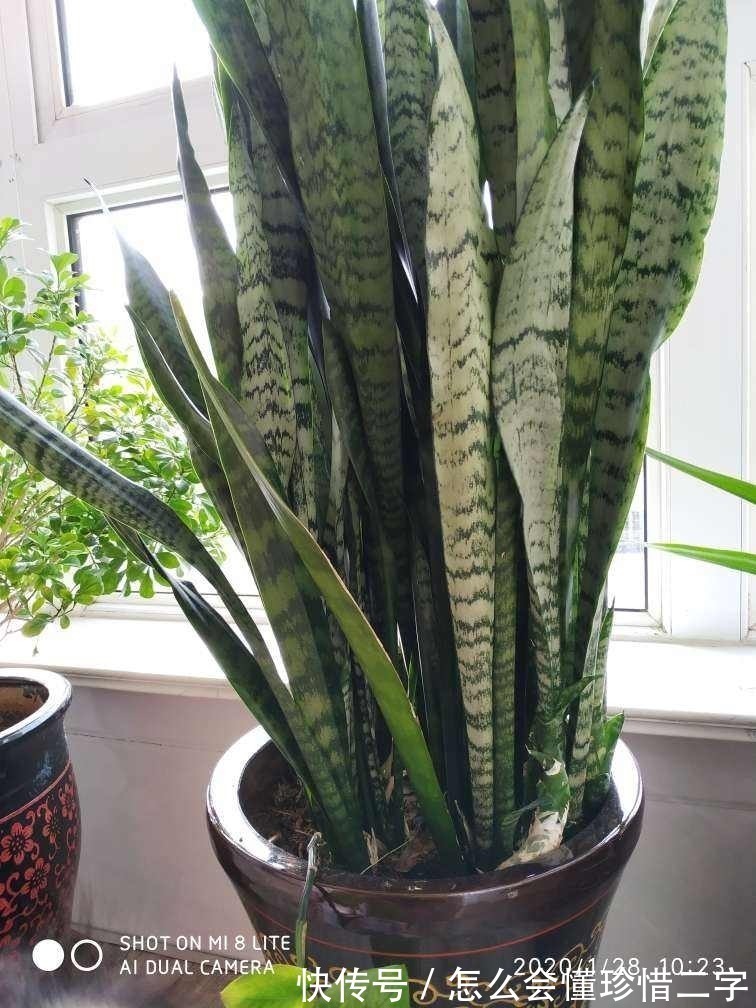 君子兰|大花盆养花不一定好,5种花小盆挤着养,才能越长越旺