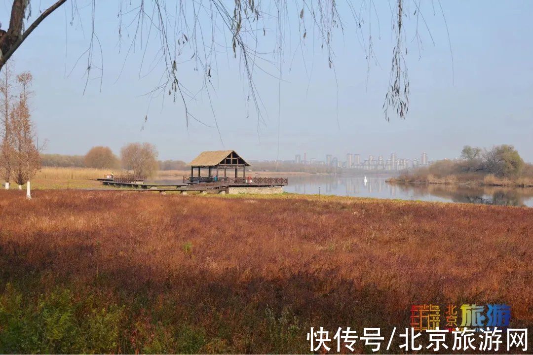 冬景|迎颜值巅峰！京城宝藏冬景实拍，昔日“两岸芦花一钓船”胜景再现~