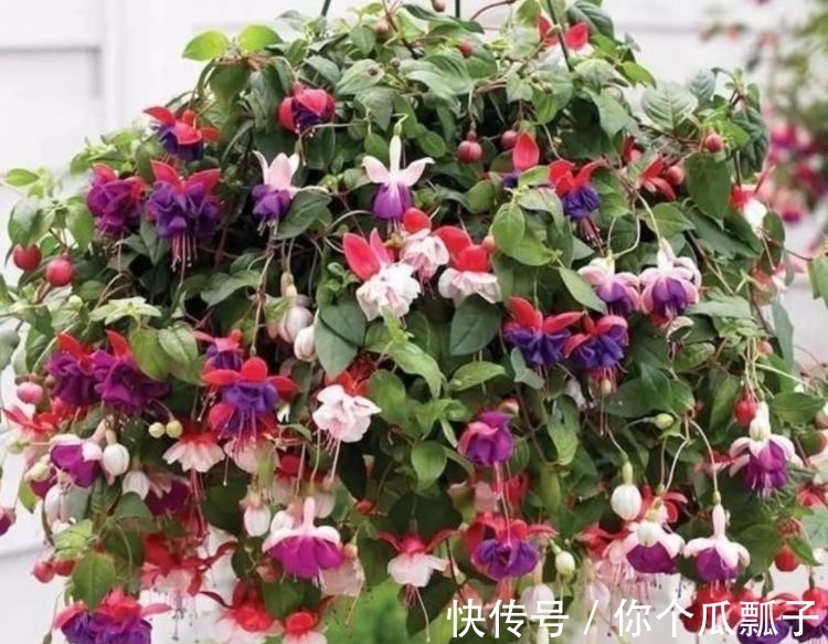 阳台|花期超长的盆栽花,放在阳台养,全年开花满枝头,花色迷人又艳丽