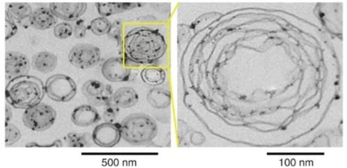  子刊|水果也会用纳米技术？因能治疗癌症，还登上 Nature 和 Cell 子刊！