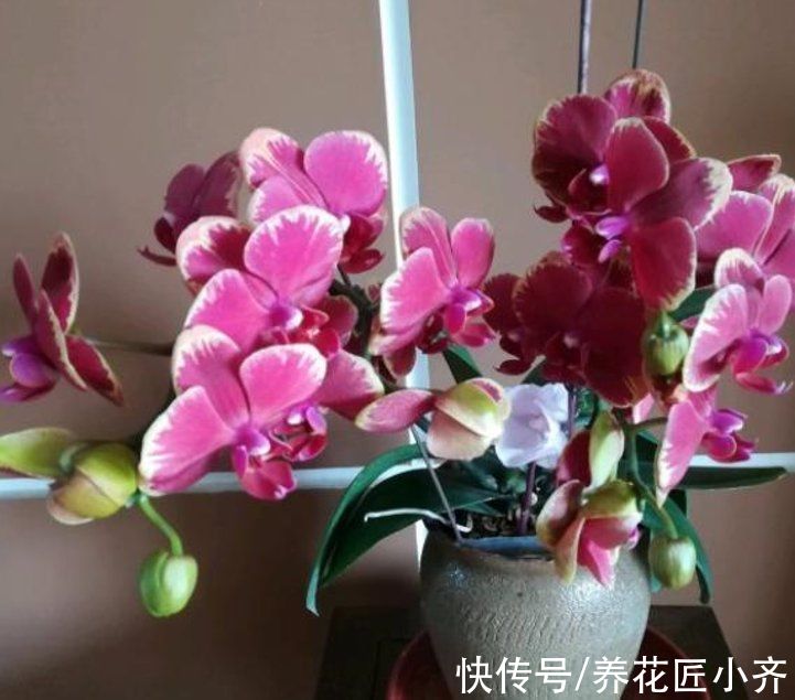 年后花市开门,赶紧去“捡漏”,这7种花,花低价就能买“好货”