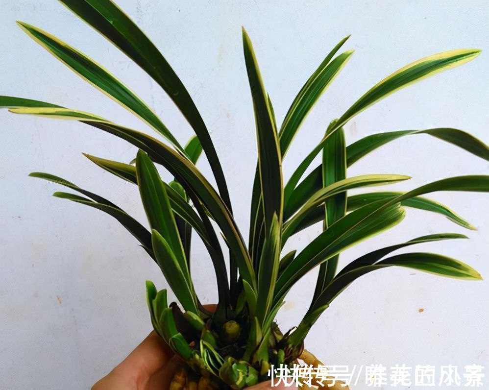 兰花栽种要“露根”?高手都这么整,因为能预防烂根