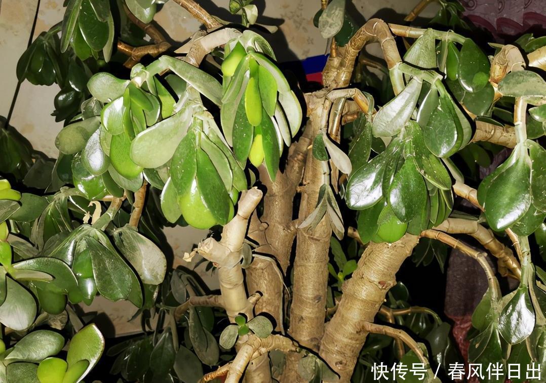 冬天0度下,个个玉树都“趴下”,歪七扭八变“鼻涕”,救不活啦