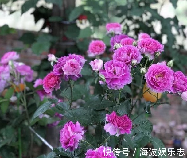 高压法|月季秋天扦插生根难用1法，让它在空中生根，又多又粗壮