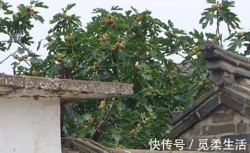 梧桐树|家里种树，讲究大，5种树旺宅，3种树不能栽，你知道是什么吗