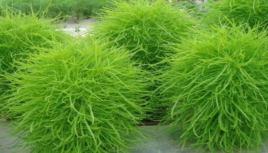 野生类|这种野菜营养丰富,5大功效清热解暑,排毒养颜,你吃对了吗