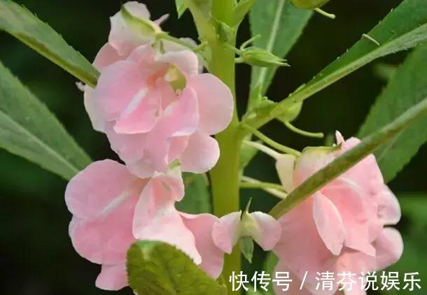 湿润|想要常年都能看见绿植开花，那就养这几种吧，花期超长！