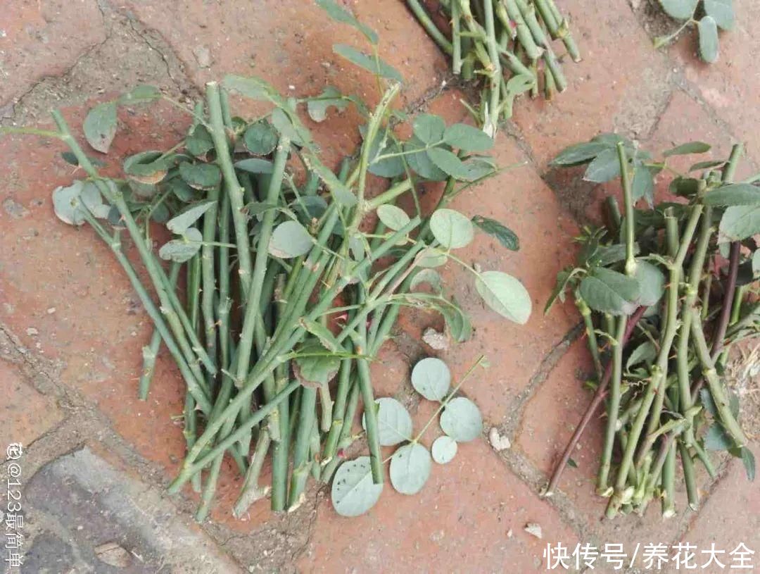 11种常见花，现在扦插，成活率特高