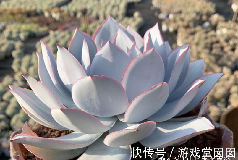 人间清暑殿,天上广寒宫——既仙又飒的广寒宫乃必养的多肉之一