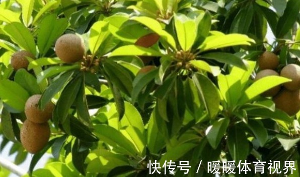 清热解毒|人心果预防便秘、清热解毒,果农想要收获高产人心果,只需五点