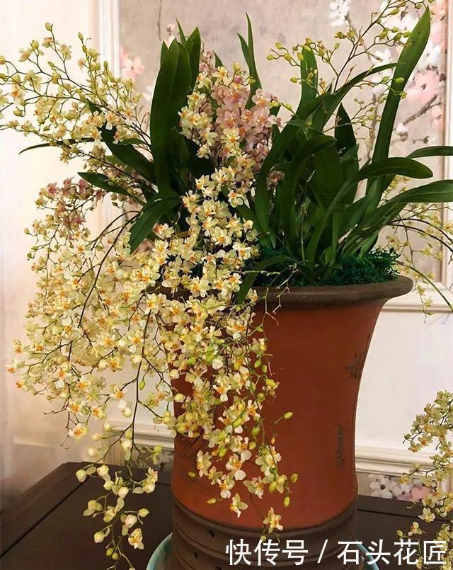 磷酸二氢钾|4种花“专挑”冬天开,10月买回家,养2个月就开花了