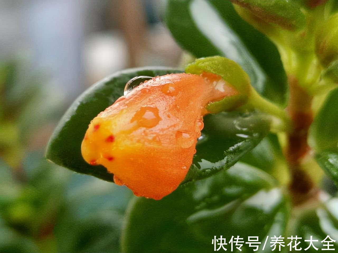 1种吊兰长得像“金鱼”,5个步骤学起来,养出满盆“可爱小金鱼”