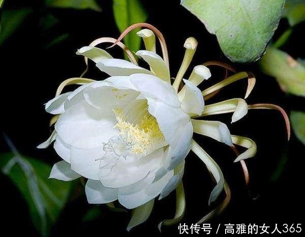 50种植物花语,不要再傻傻送错花了