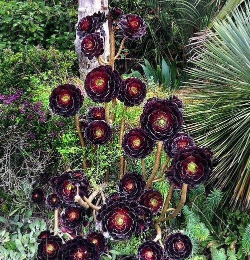 多肉界“大魔头”黑法师,砍了一个“大头”,爆出几十个“崽子“