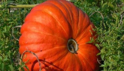 食物|女性不想老的快,坚持吃3种食物,延缓衰老,活血调经,保护子宫