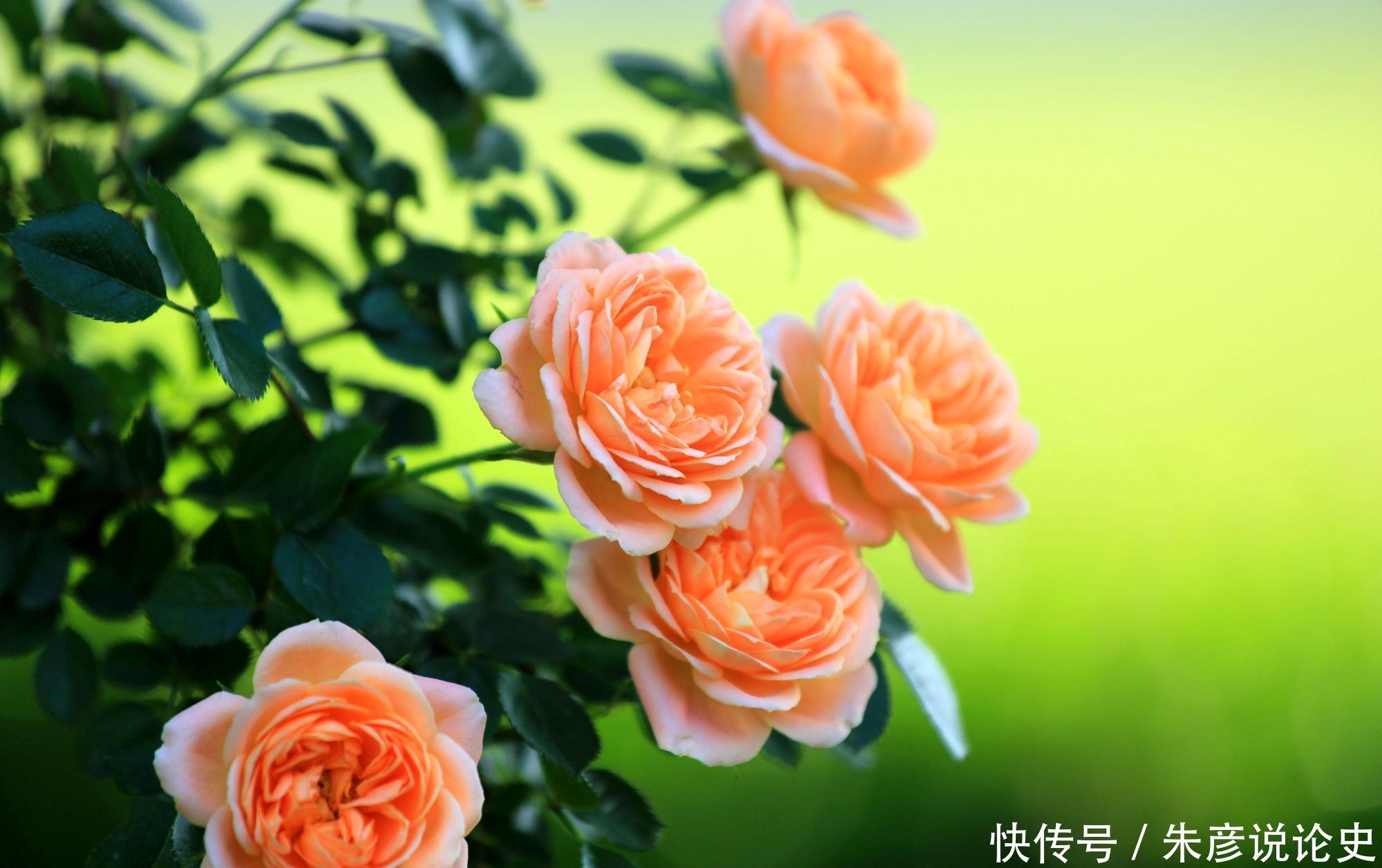 刚买回家的花,不到2周就枯萎了,什么原因造成的?