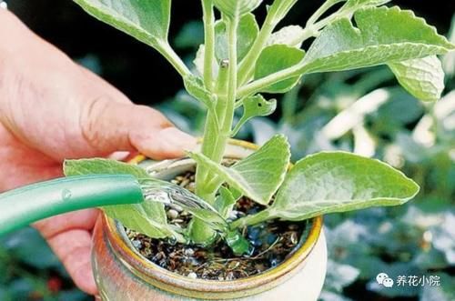 养花有3个“坏习惯”，花儿总是长不旺开花少