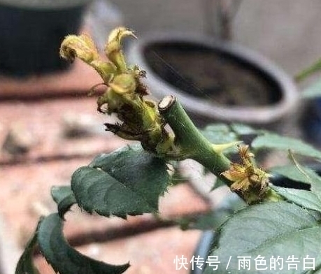 月季半死不活的吗,整顿的机会到了