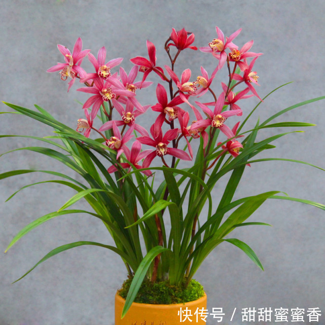 贵妃兰应该怎么养