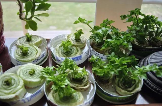 种植|5种“菜根”别扔,插进花盆,浇浇水,半个月长成“小菜园”