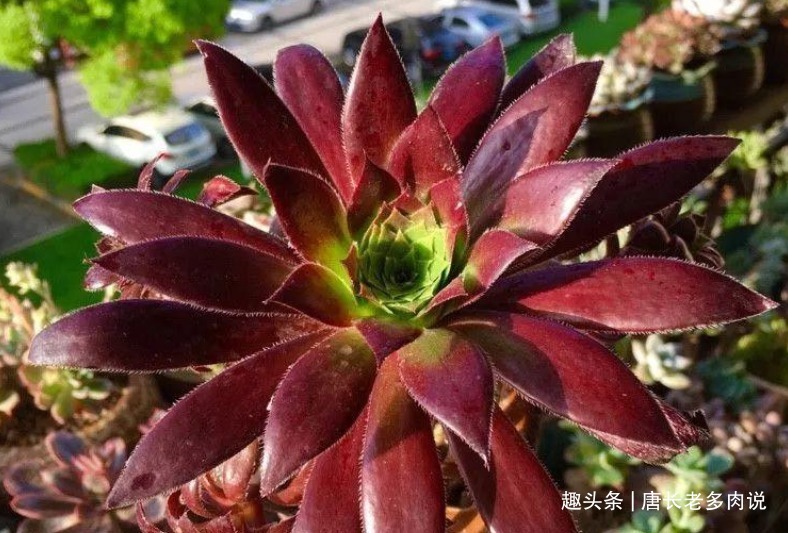 纤毛|多肉孔雀和赤霞飞长得像吗不，它们无论是颜色还是叶形都不雷同