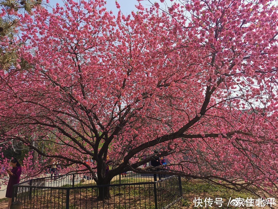 醉美花海！世界花后”正香飘京城，观赏面积超120000㎡！快去打卡