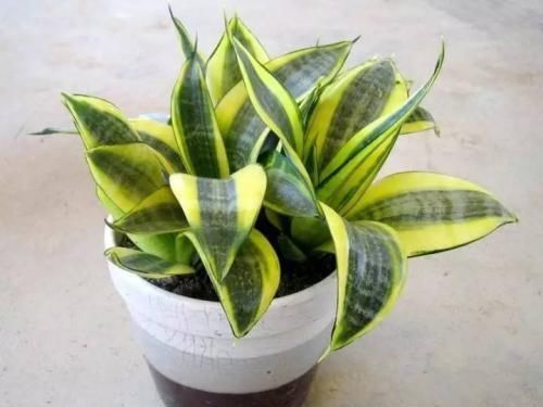 养花不死,全靠盆土,用这个土养花,能活几十年