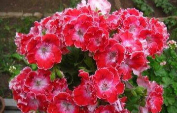 夏天就养这种花,越晒生命力越强,花色丰富,娇艳欲滴