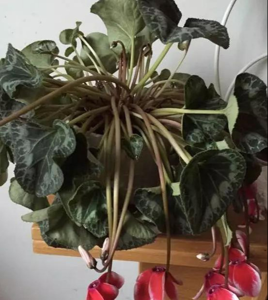 养花技巧养了3年的花突然枯死，套个塑料袋，竟然救活了