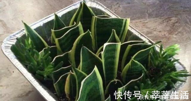 植株|这三种植物烂根了别扔掉,简单几步促新根,又是一盆健壮的植株!