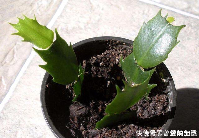 此4种花,随便摘片叶子都能繁殖一棵,轻松爆盆,阳台变花园