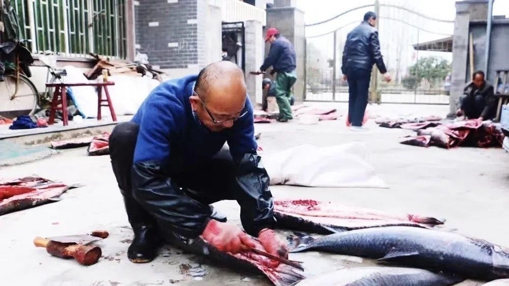 此鱼最喜欢吃螺蛳，鱼胆有大毒却是难得药材，鱼肉腌制鱼干是一绝