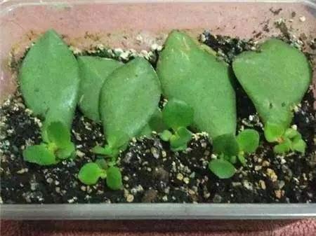 别买“镇宅树”,把叶片带回来,种花盆上,9天生根,成盆栽!