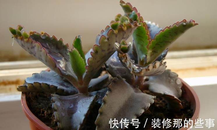 生命力|这3种普货多肉漂亮好活，堪称新人入坑的首选！