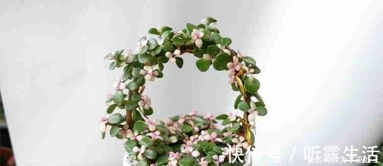 3种“便宜花”这样养一养,一年变“老桩”,开花千朵还“镇宅”