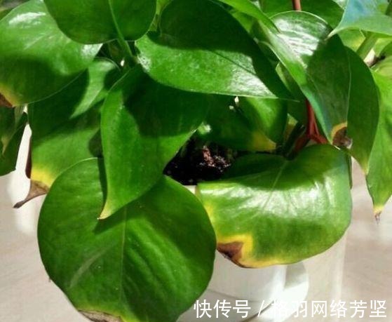 黄叶|绿萝又黄叶了, 这样一处理, 又是绿油油的一盆!