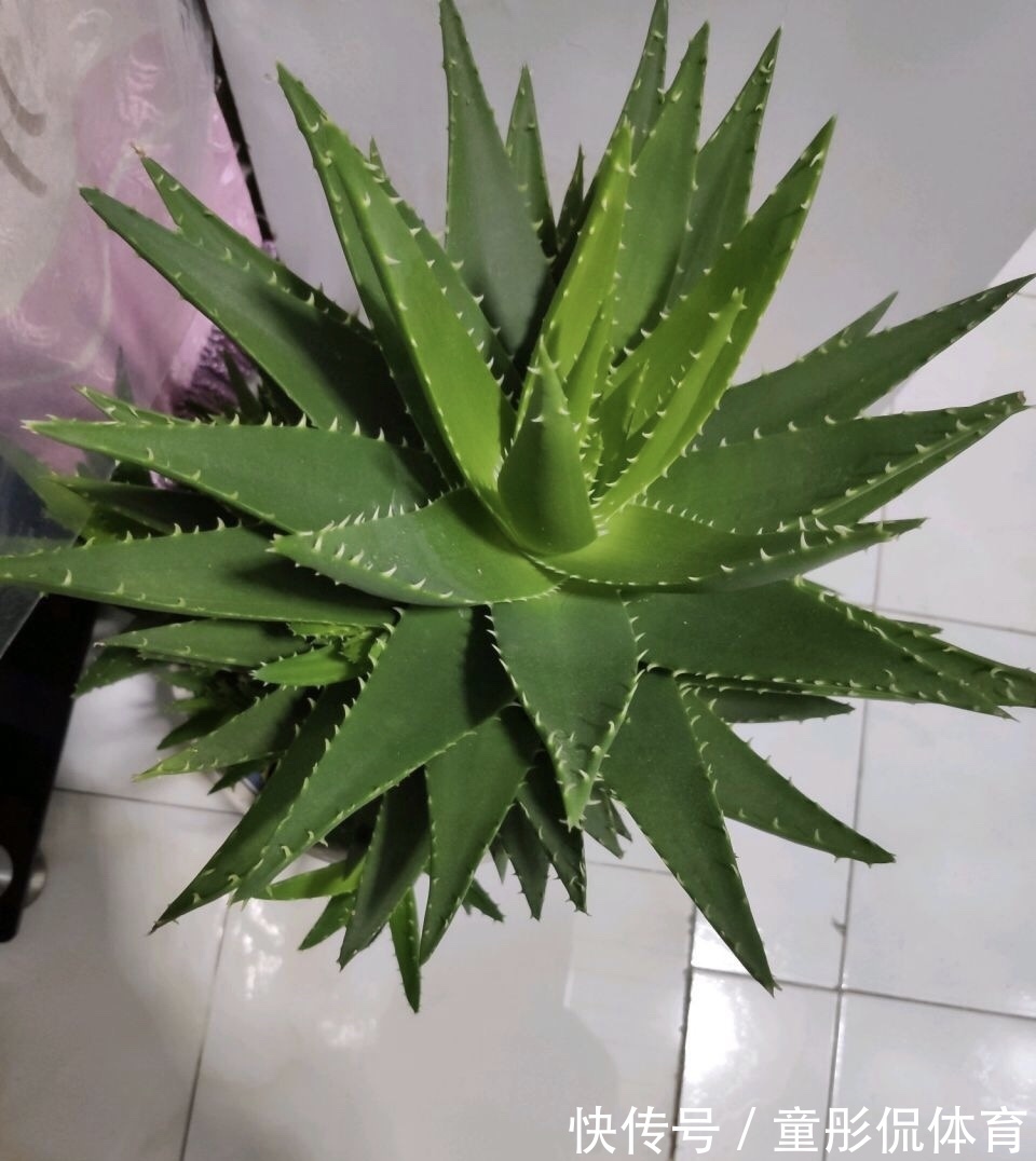 薄荷|养花要学老中医,选5种花养家里能“养人”,都有多种功效