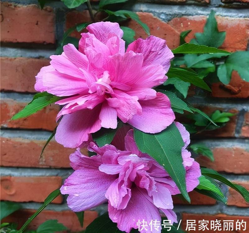 人养花,花亦养人!3种漂亮的花,建议养一些,能吃能看还能养人