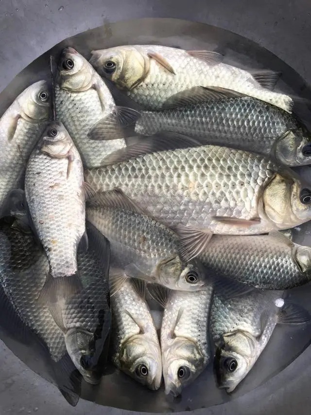 总是半路跑鱼?不要担心,你这样调子线和钩距试试!