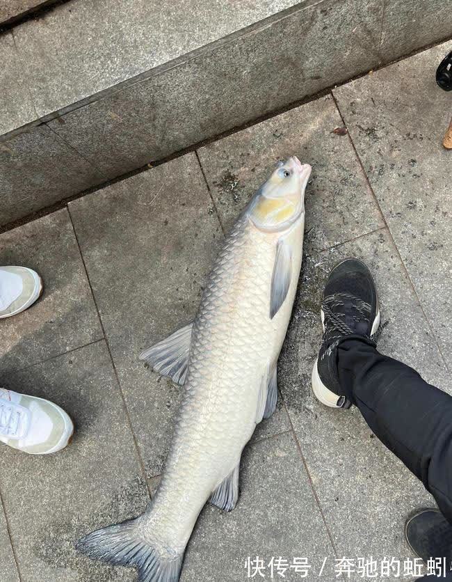 因鱼竿被大鱼拖走,广东一钓友下水溺亡,当地人:河里好多大鱼