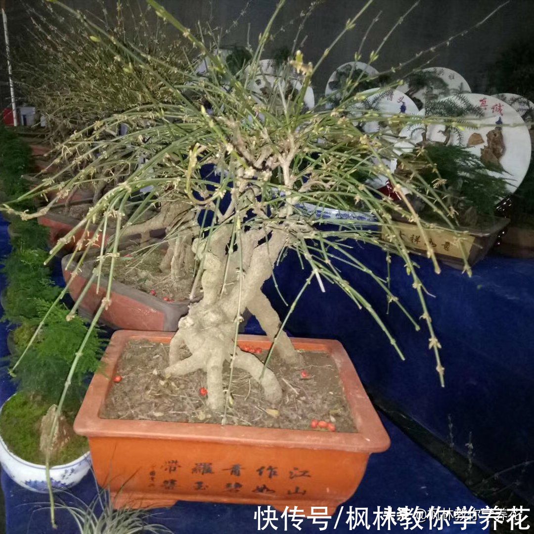 春季花卉市场销量最大的6款开花类盆栽，你知道吗