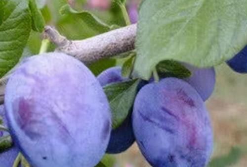  推荐|冬季养生推荐常吃以下食物，清肝明目，健脑益智，增强免疫力