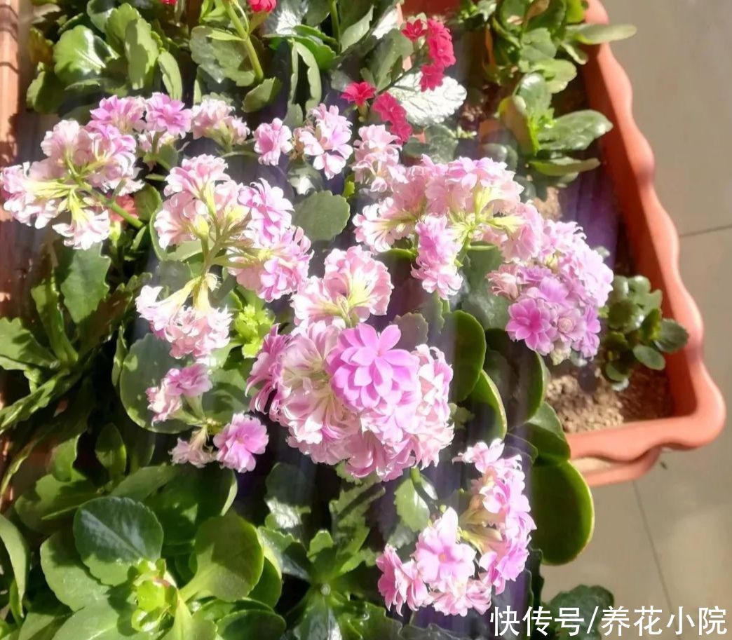 花卉|夏天6种花很怕晒，早做好遮阳，防止植株被晒伤