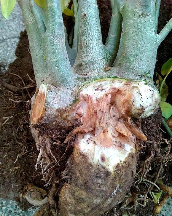 沙漠玫瑰养好并不难，做好一点，小盆栽也能变成“参天大树”！