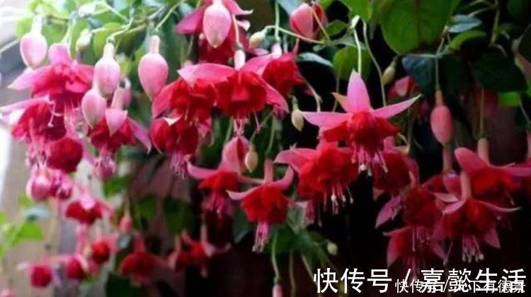 吉祥|家里就养4种花，耐旱又耐晒，吉祥富贵，红红火火好运来！
