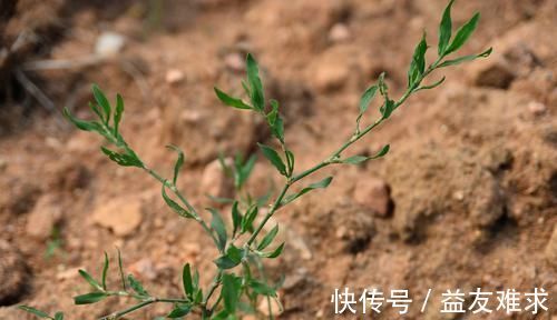 农村|农村一种似竹子的野草，过去常用来喂猪，但营养高，煲粥味道鲜美