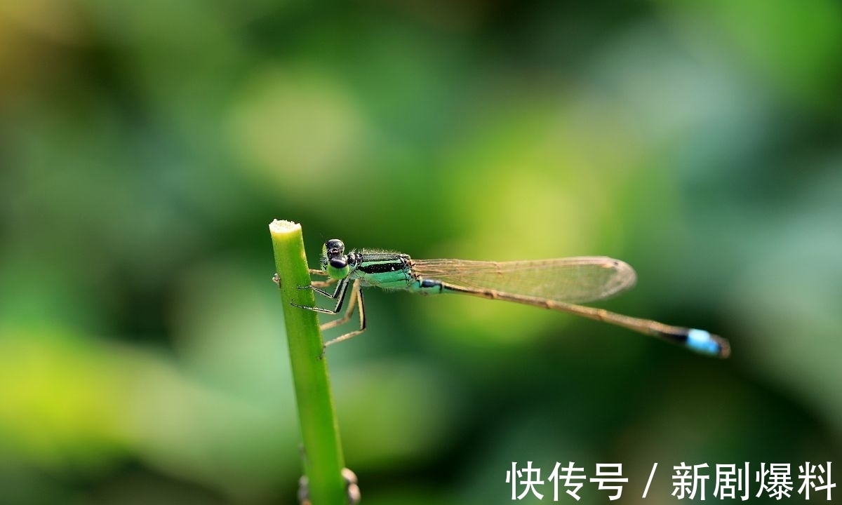 郑玉玲|白露诗词:人间最美是白露,祝君岁岁长安康
