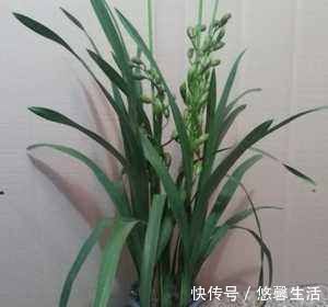 花卉|阳台养殖兰花类花卉要特别注意四个最为关键的问题