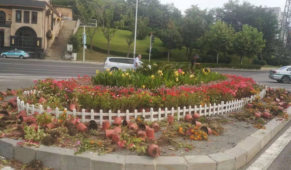 景观花|谁干的?大连一花坛五六百盆景观花被破坏